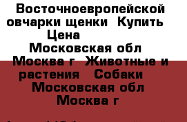 Восточноевропейской овчарки щенки. Купить › Цена ­ 30 000 - Московская обл., Москва г. Животные и растения » Собаки   . Московская обл.,Москва г.